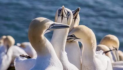 足彩-NineGames——开启你的极致游戏世界