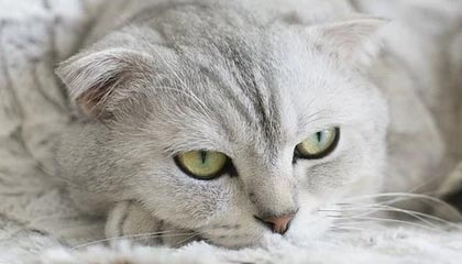 足彩-NineGames——开启你的极致游戏世界